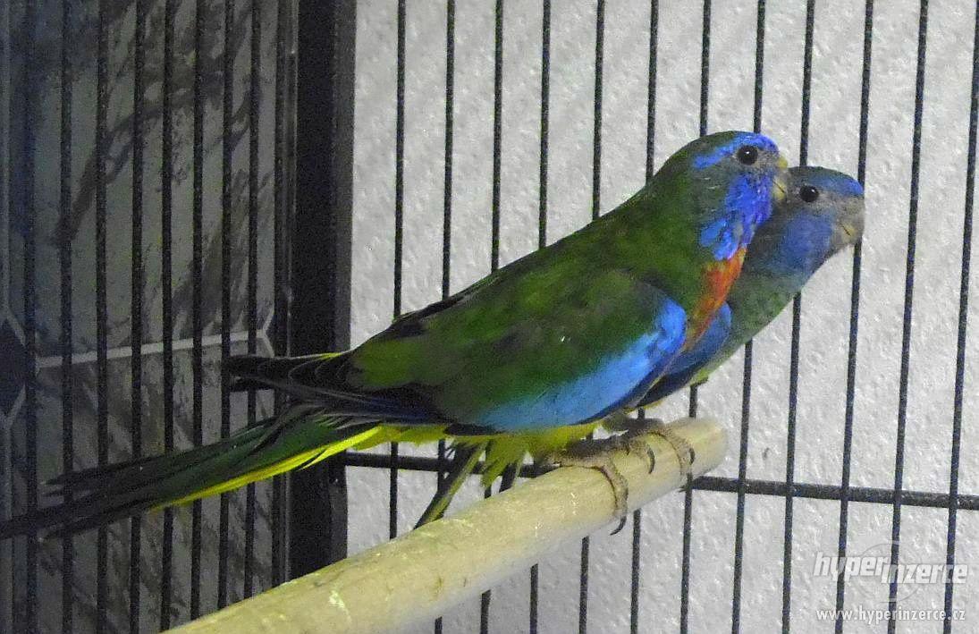 Neofema modrohlavá - foto 1