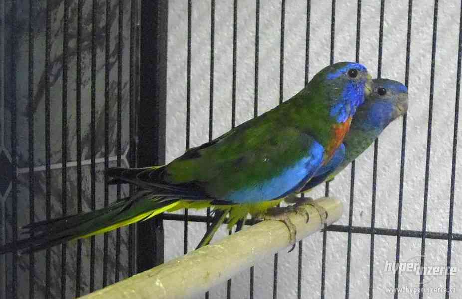 Neofema modrohlavá - foto 1