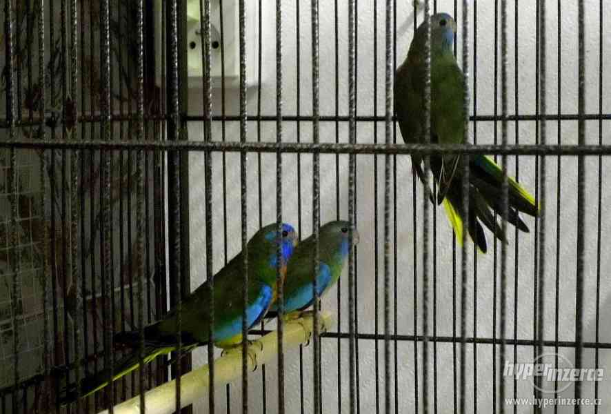 Neofema modrohlavá - foto 2