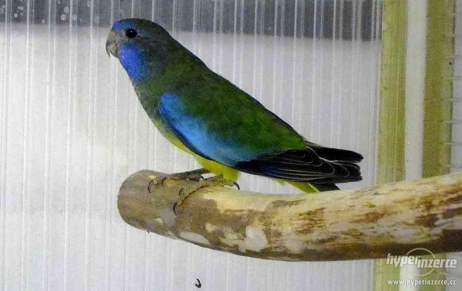 Neofema modrohlavá - foto 3