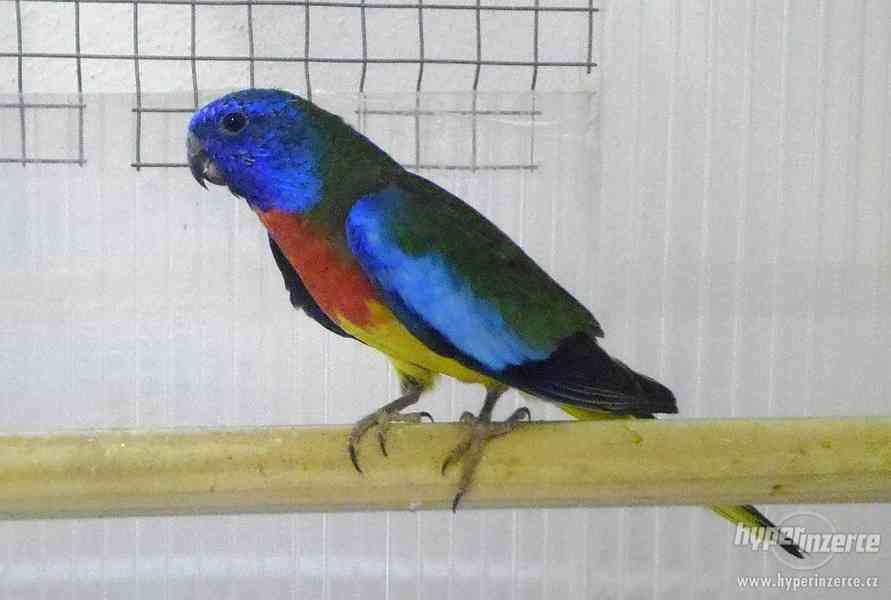 Neofema modrohlavá - foto 4