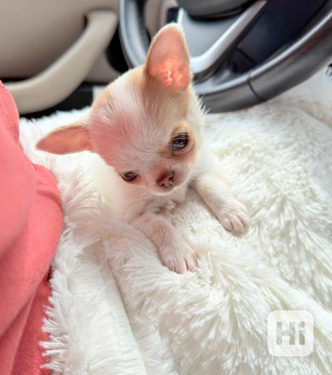 Štěňata čivavy Pp - foto 1