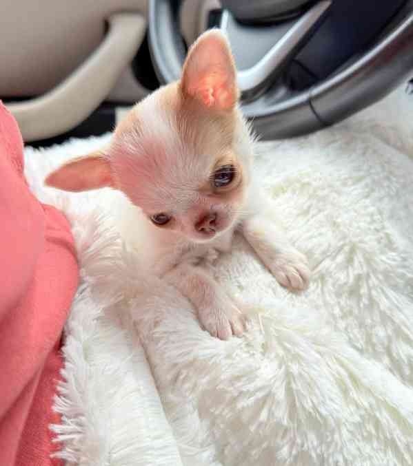 Štěňata čivavy Pp