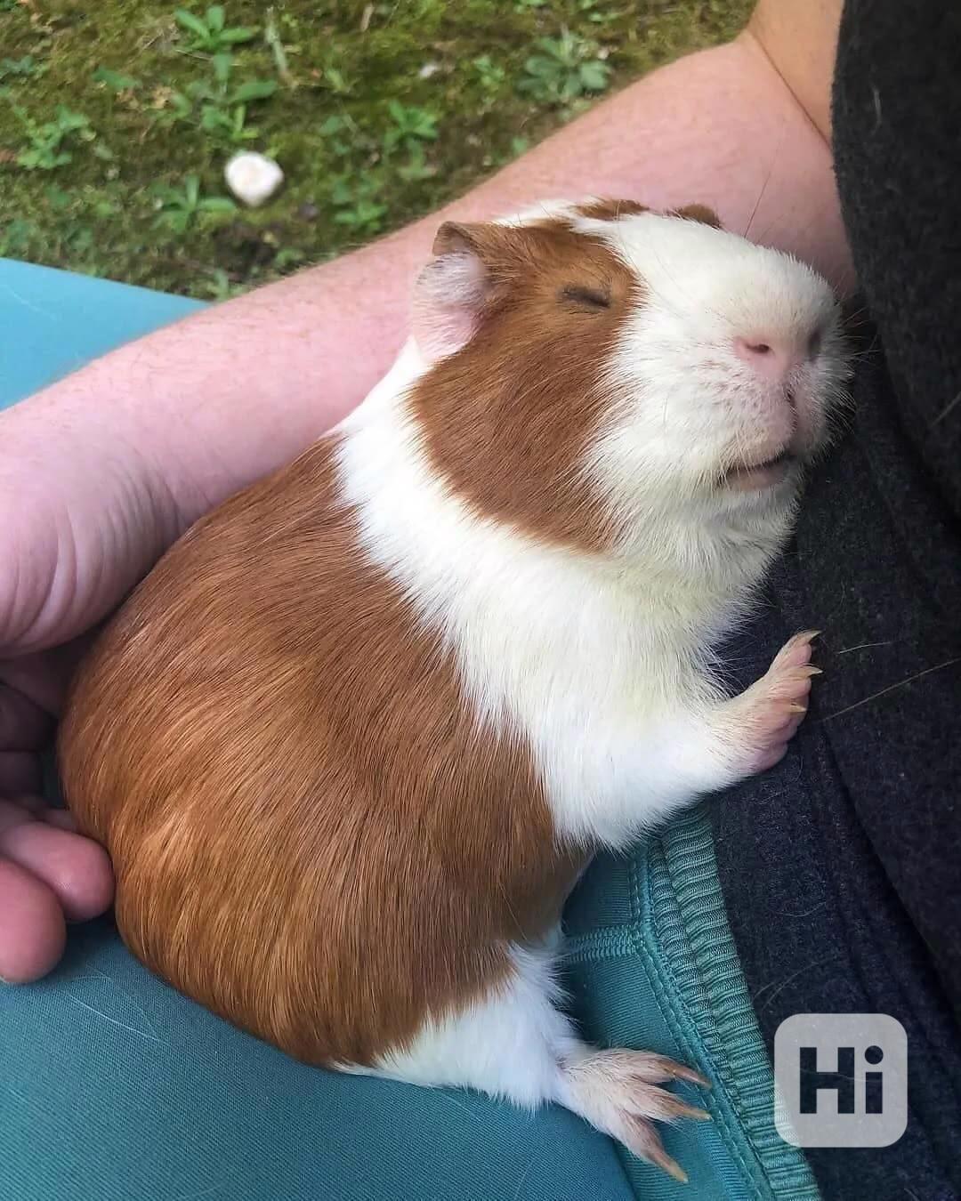 Skvělá morčata k prodeji – - foto 1