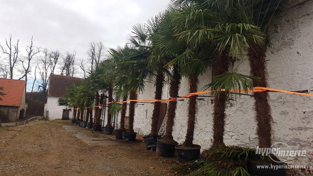 Prodám Konopné palmy - Trachycarpus fortunei - foto 1