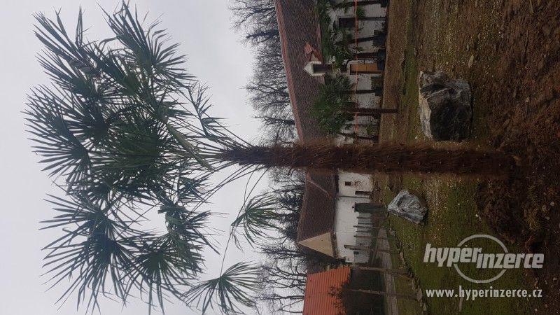 Prodám Konopné palmy - Trachycarpus fortunei - foto 3