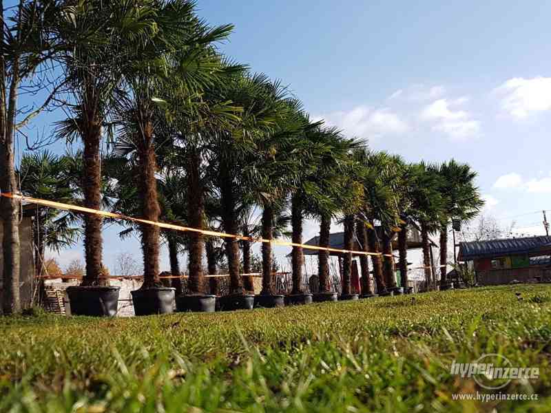 Prodám Konopné palmy - Trachycarpus fortunei - foto 4