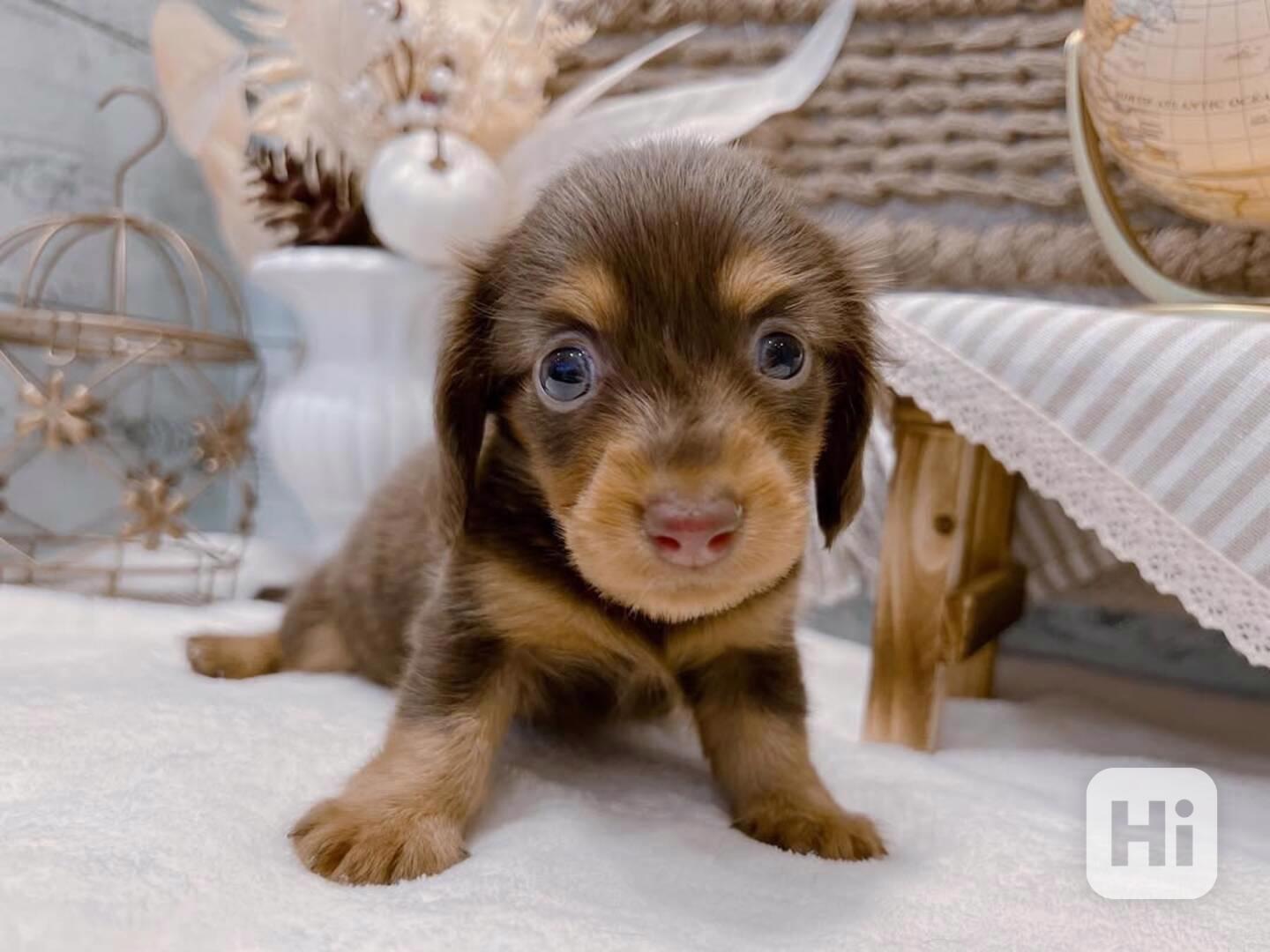 Fenka jezevčíka štěně k adopci - foto 1