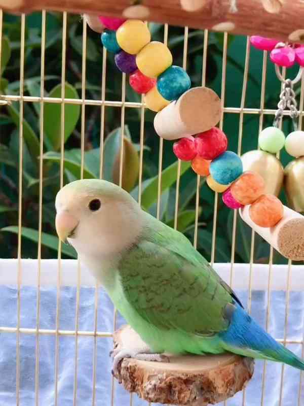 africký šedý papoušek - foto 3