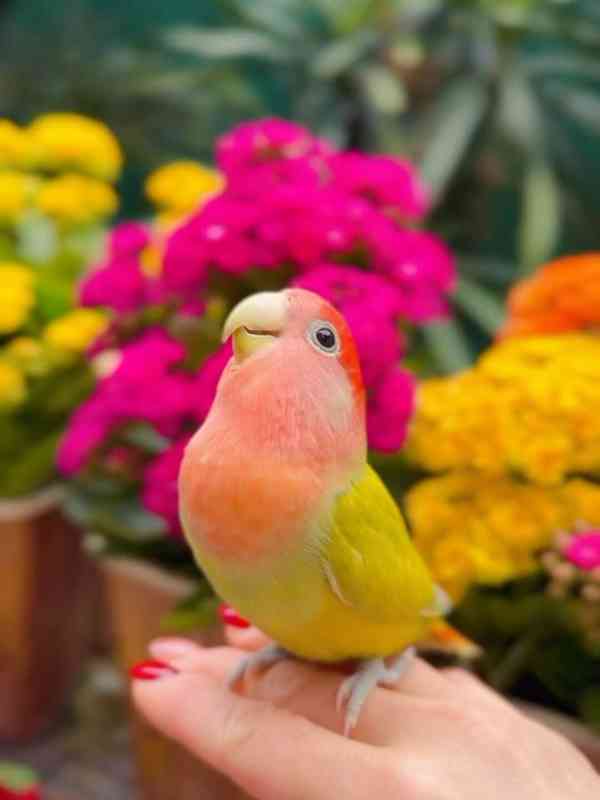 africký šedý papoušek - foto 2