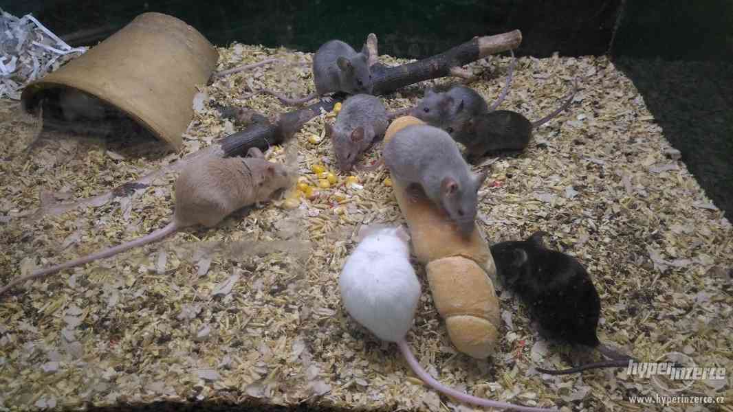 myšky - foto 3