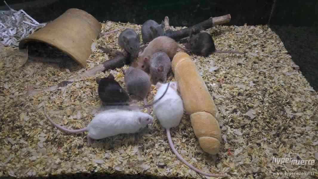 myšky - foto 5