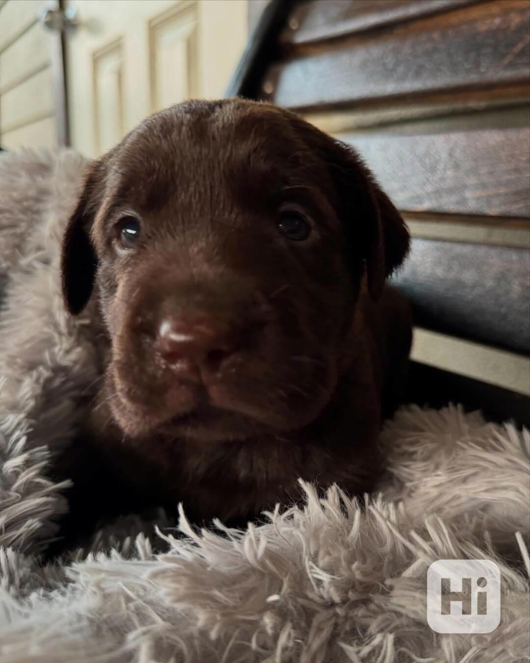 Labradorský retrívr na prodej - foto 1