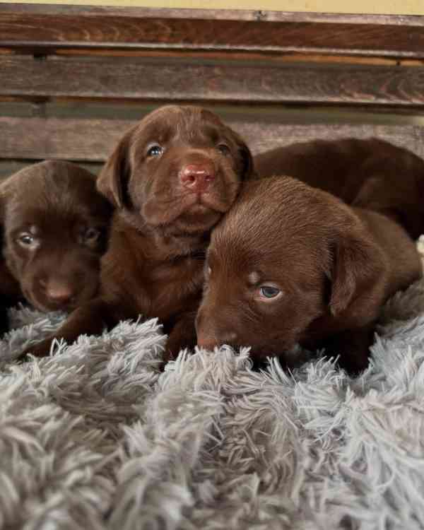 Labradorský retrívr na prodej - foto 2