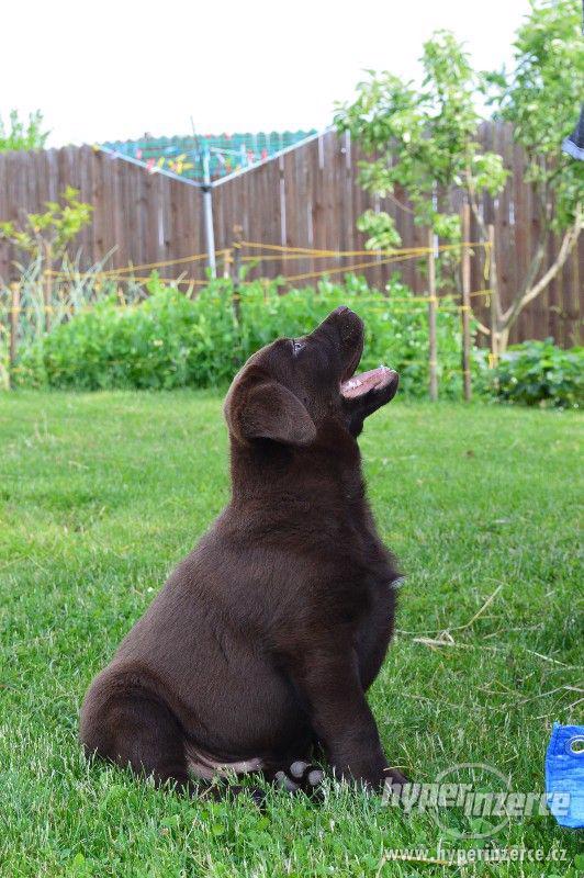 Labradorský retrívr s PP-čokoládový pejsek - foto 2