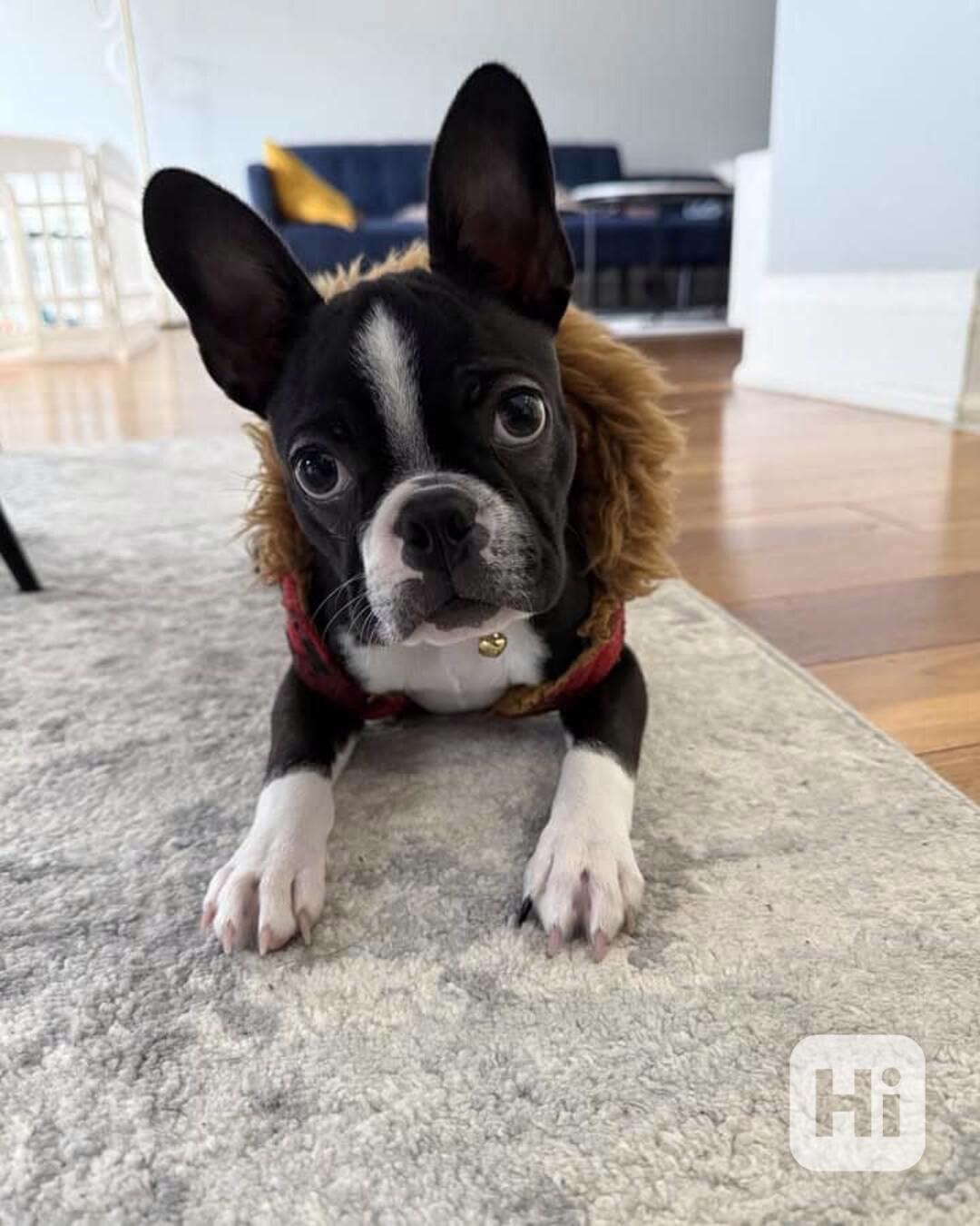 🏡 Hledá svou trvalou rodinu! 🐾 - foto 1