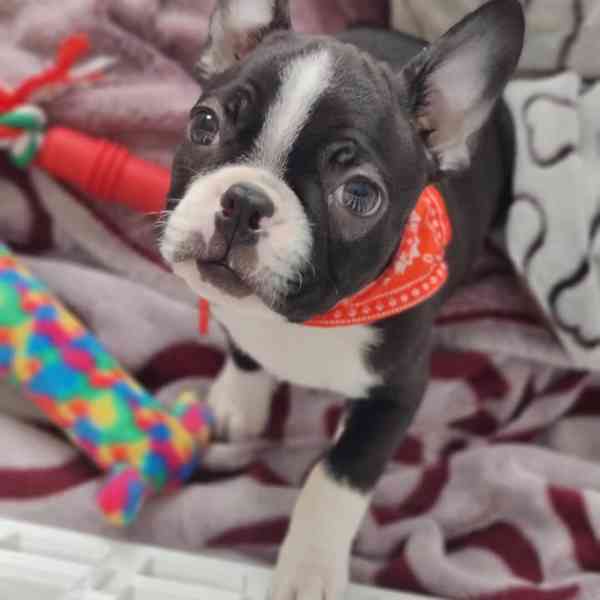 🏡 Hledá svou trvalou rodinu! 🐾 - foto 5