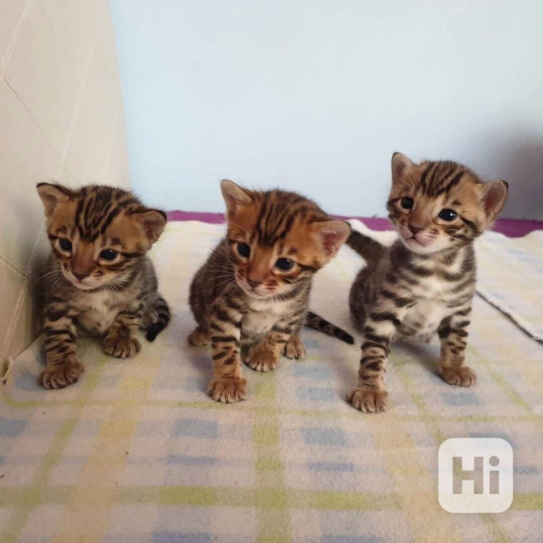 Bengálské kotě k adopci - foto 1