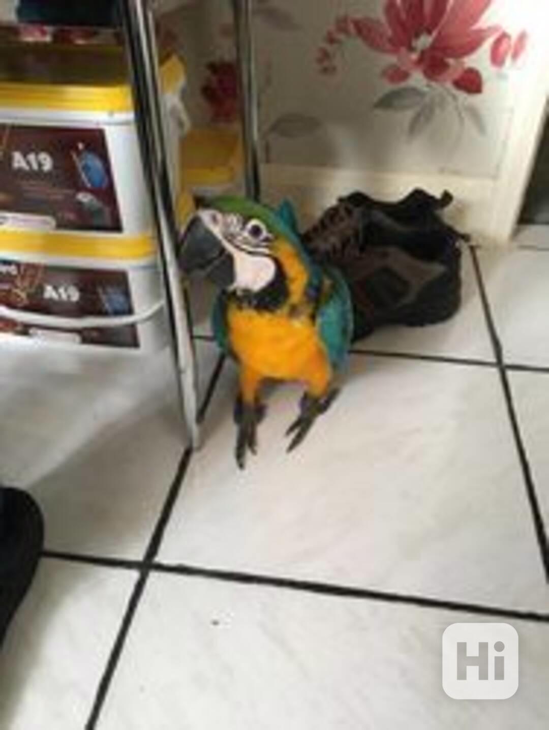 Krásný 12měsíční papoušek modro-zlatý ara - foto 1