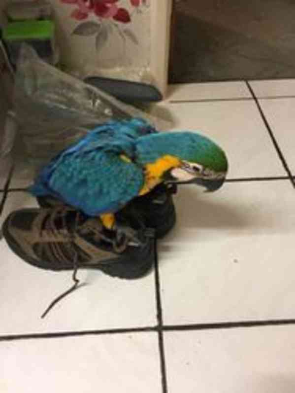 Krásný 12měsíční papoušek modro-zlatý ara - foto 2