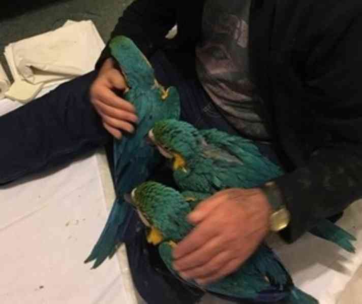 Krásný 12měsíční papoušek modro-zlatý ara - foto 3