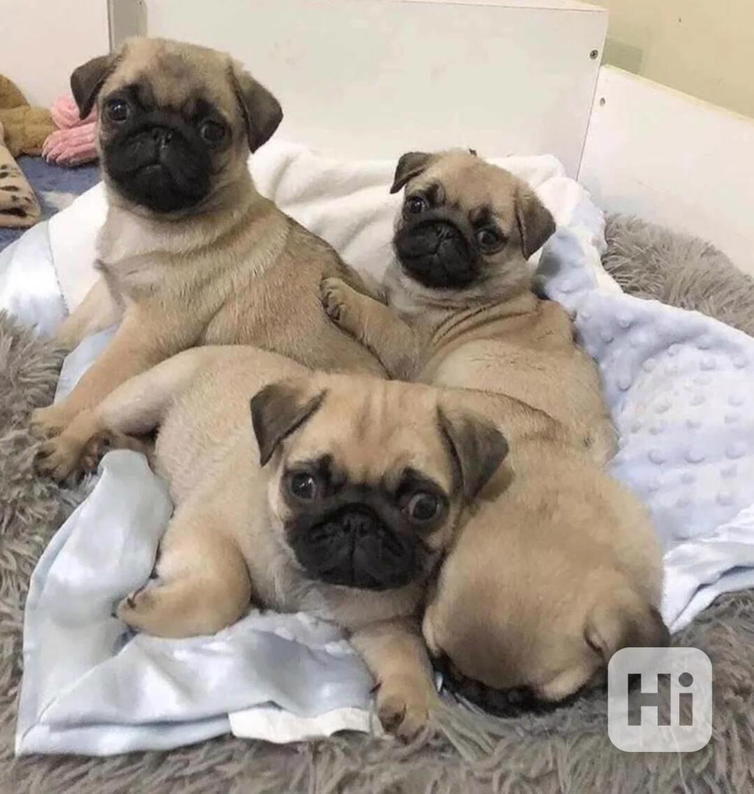 Štěňata mopsů registrovaná v KC - foto 1