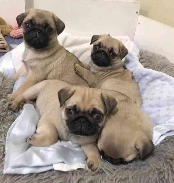 Štěňata mopsů registrovaná v KC - foto 1