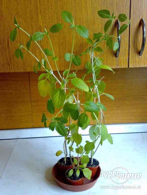 Vytrvalá Kafrová bazalka Ocimum kilimandscharicum - rostlina - foto 2