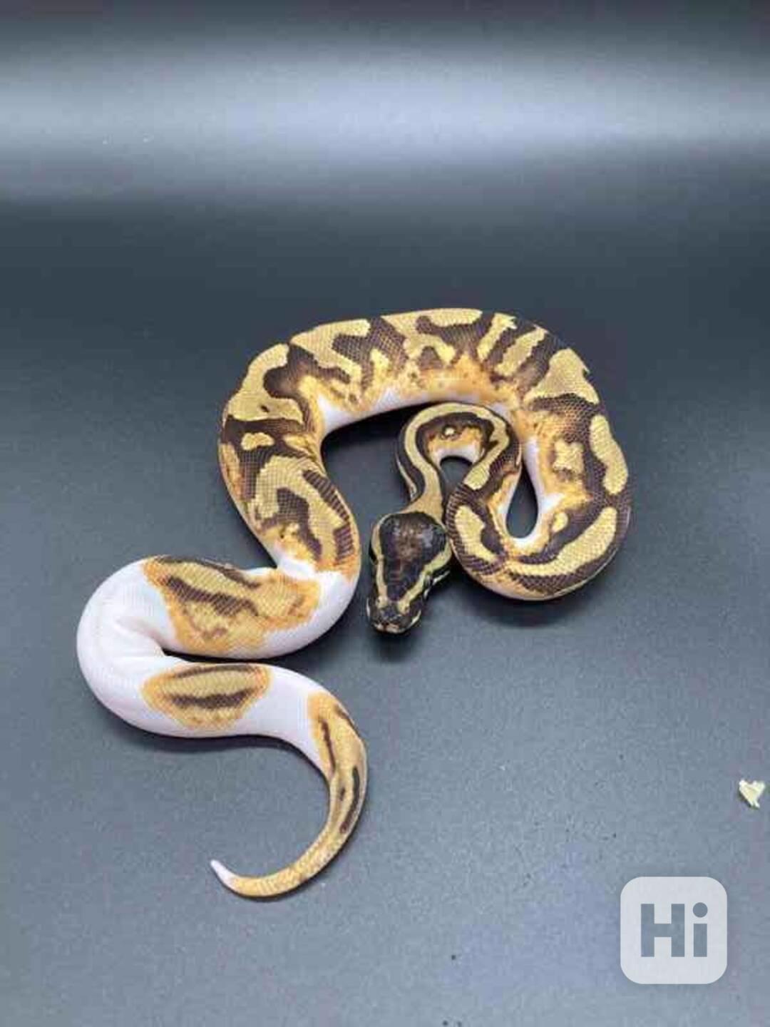 Abino Ball Python - foto 1