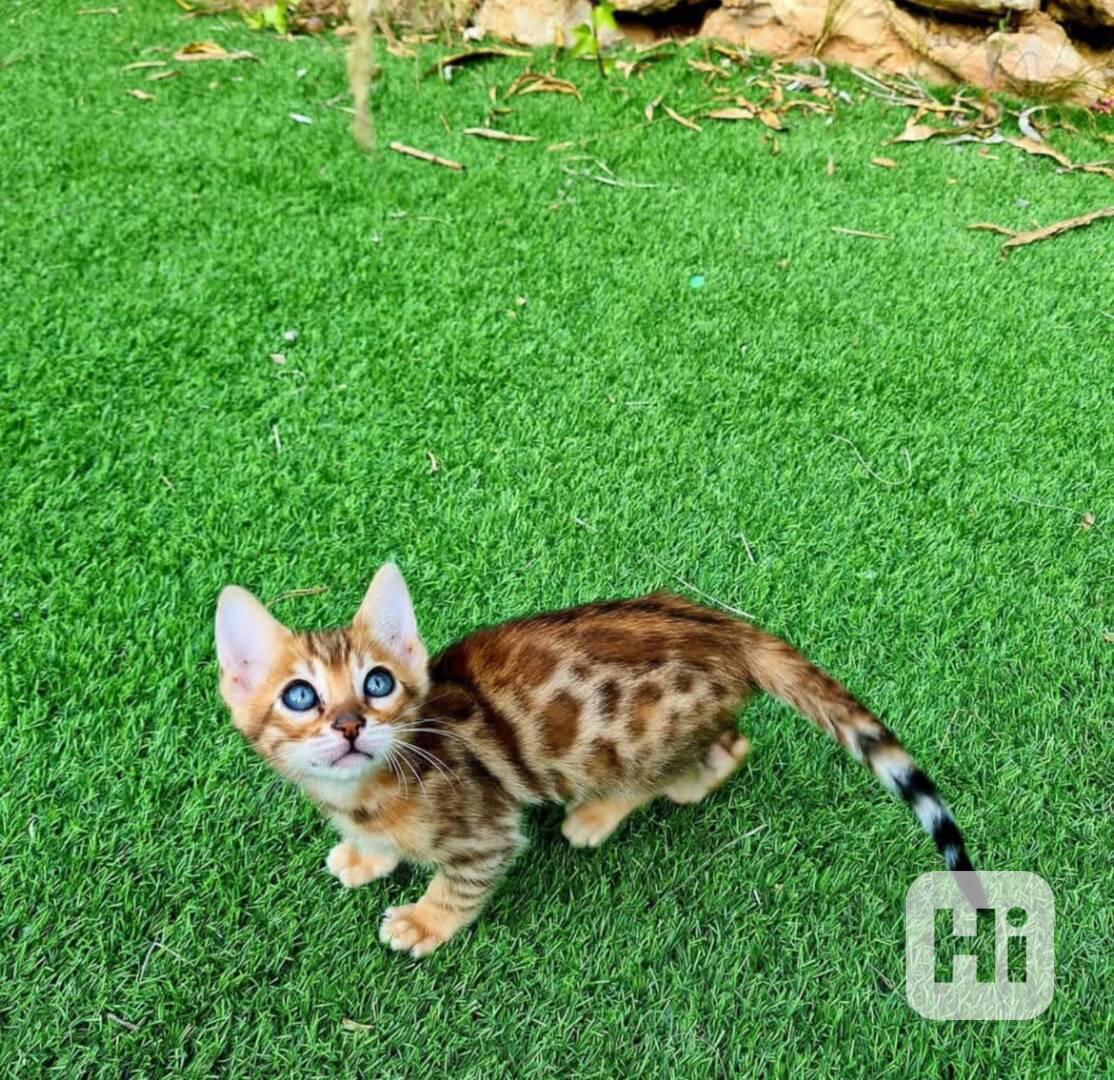 Koťata plemene Savannah - foto 1
