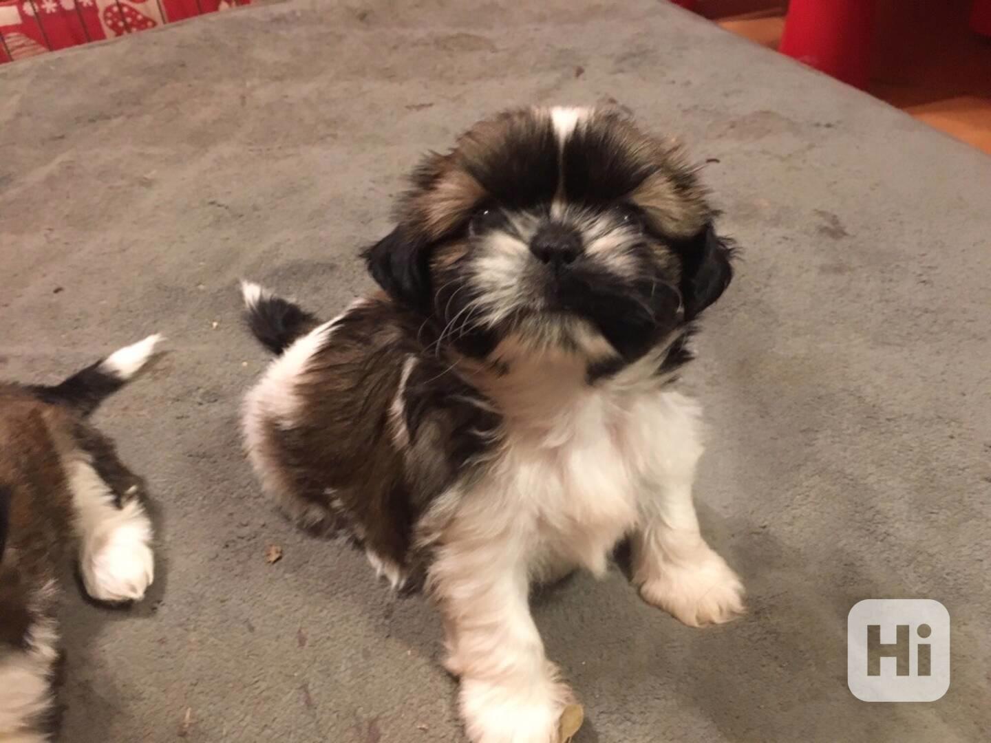 Štěňata shih tzu k adopci a k ​​přemístění - foto 1