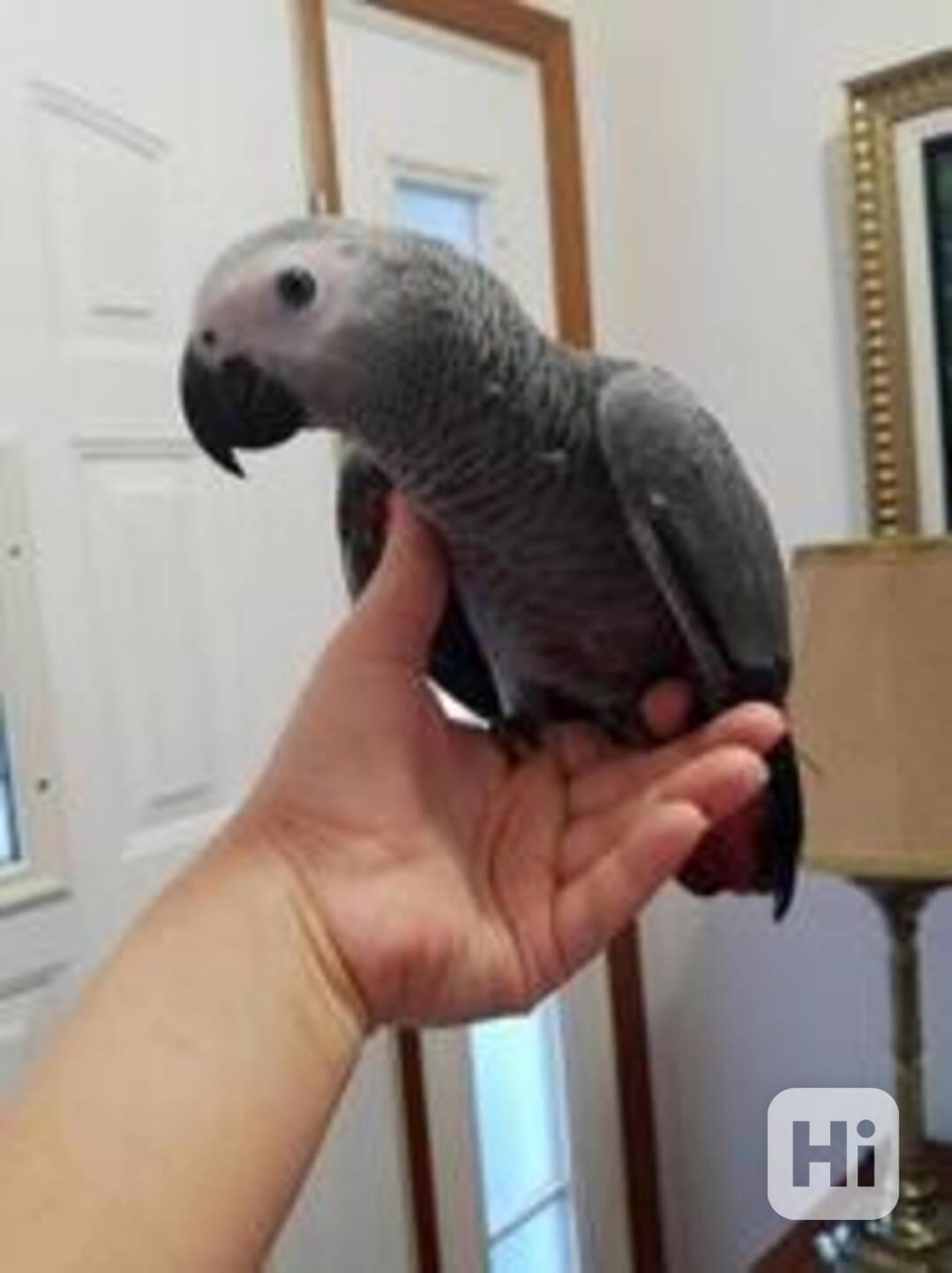 K dispozici jsou krásní afričtí šedí papoušci - foto 1