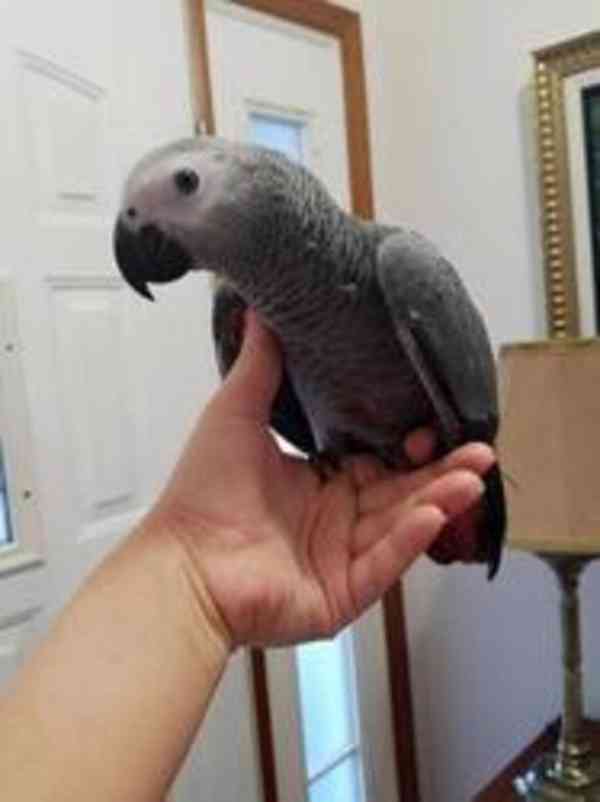 K dispozici jsou krásní afričtí šedí papoušci