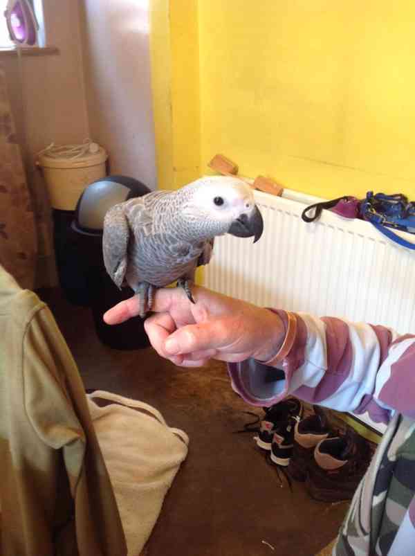 K dispozici jsou krásní afričtí šedí papoušci - foto 2