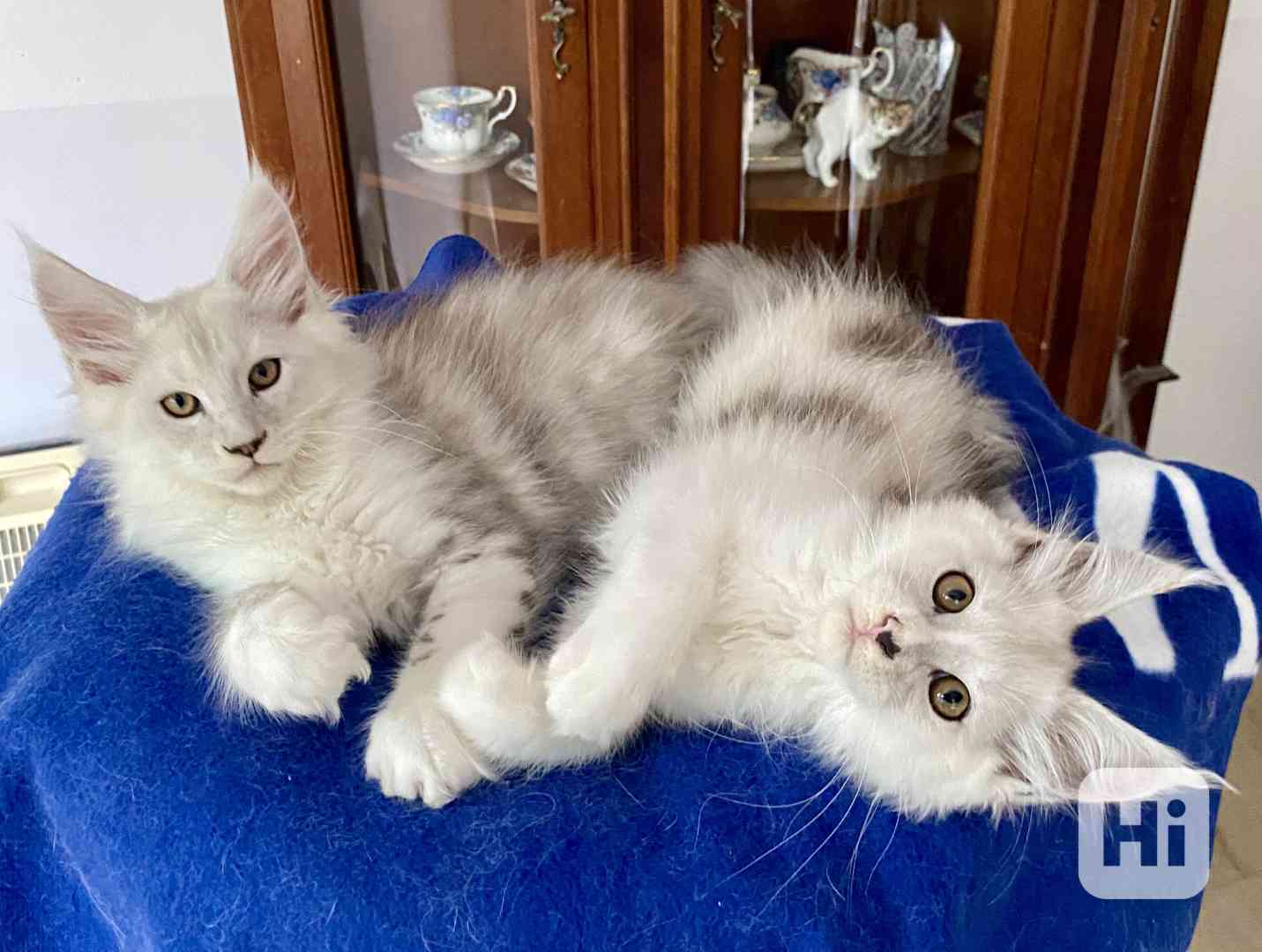 Nádherná Mainská mývalí koťátka s PP  - foto 1