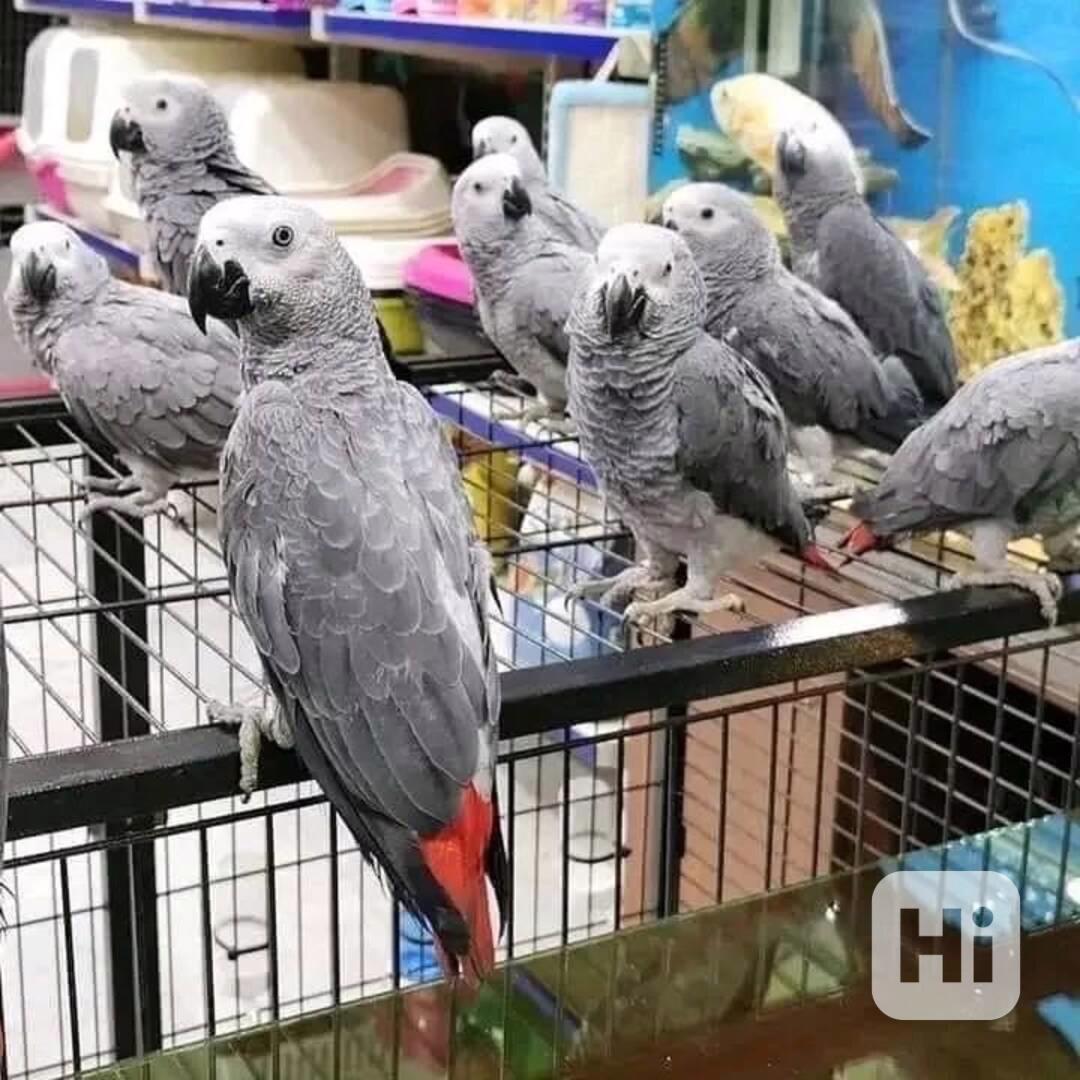 papoušciptáci k adopci  - foto 1