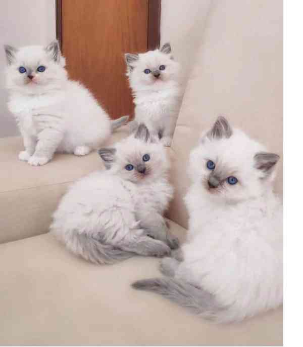 Koťata plemene Ragdoll - foto 1