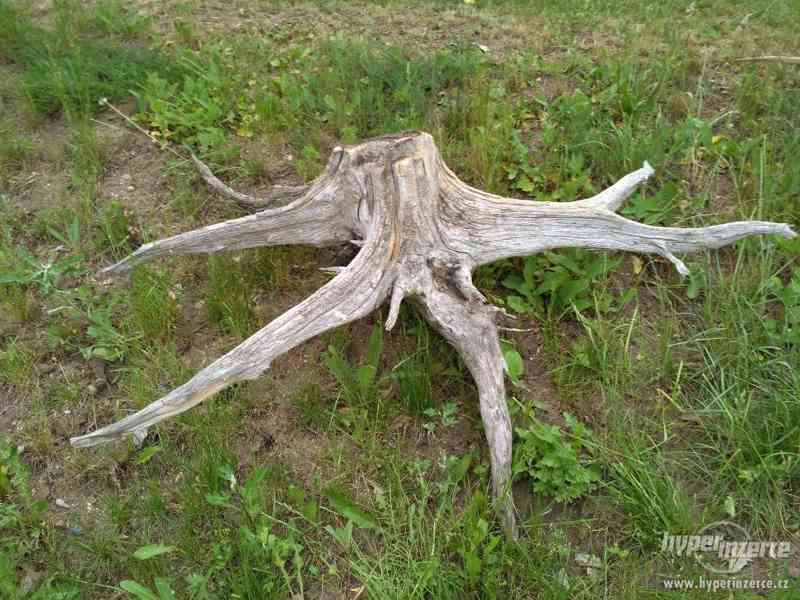 Okrasné pařezy - foto 3
