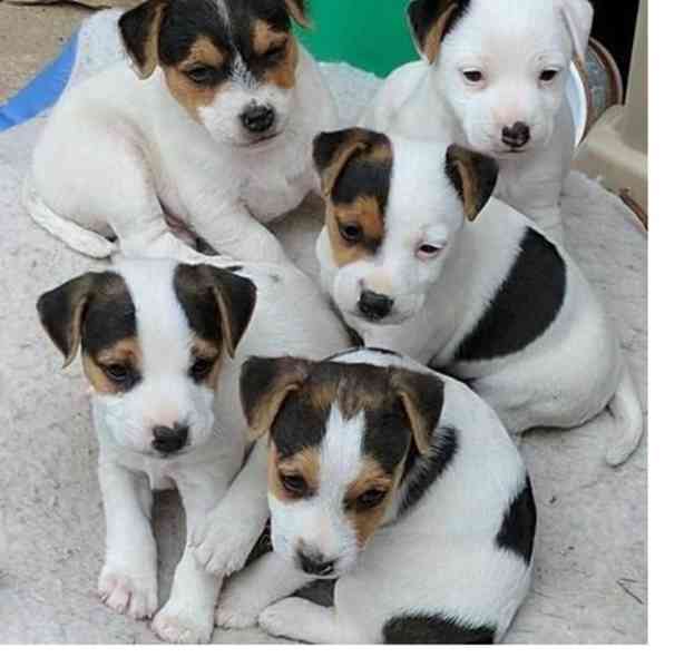 štěňátka Jack Russel teriér