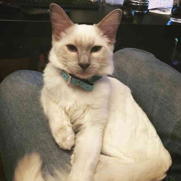 Tato roztomilá balijská koťátka