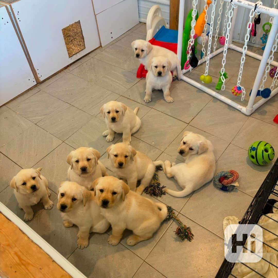 🐾 Roztomilá a okouzlující štěňata labradorského retrívra na - foto 1
