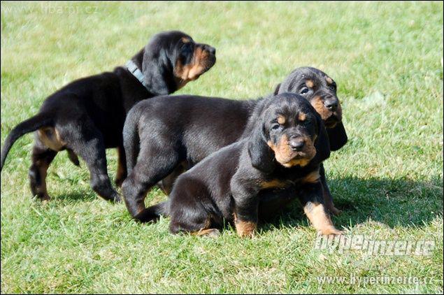 Black and Tan Coonhound štěňátka - foto 1