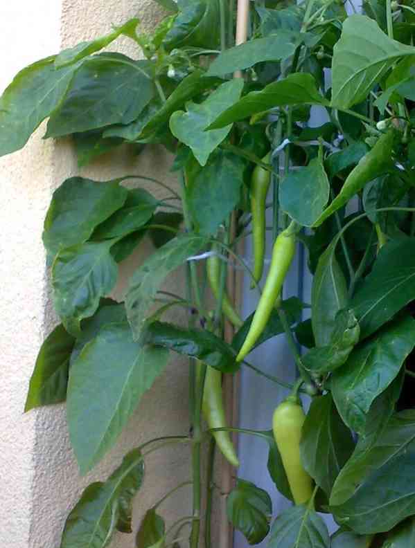 Nepálivá červená paprika "kozí roh" Sora - dvojice - foto 2
