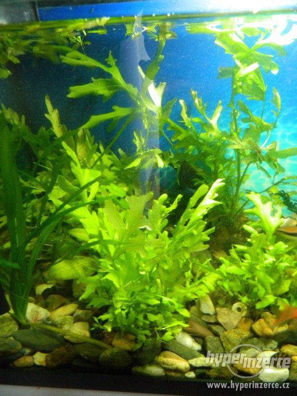 Nabízím akvarijní rostlinu - foto 1