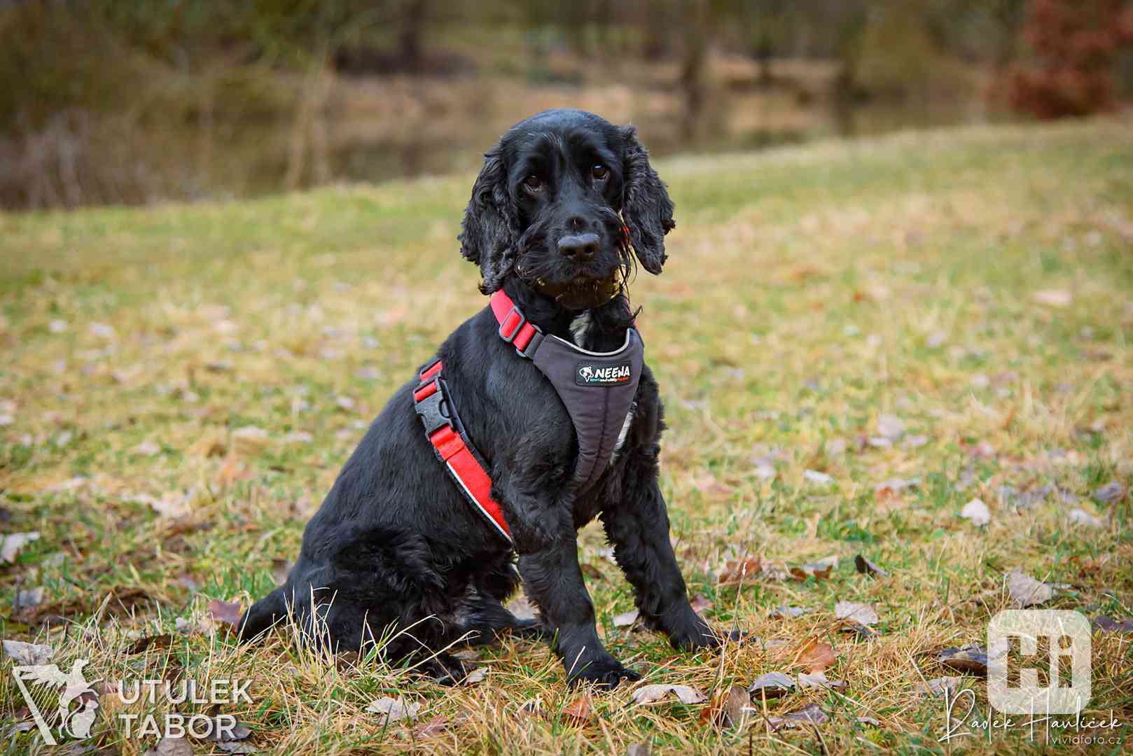 Sullík k adopci  - foto 1