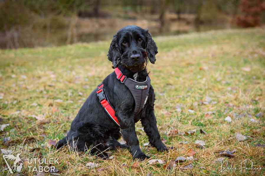 Sullík k adopci  - foto 1