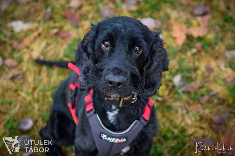 Sullík k adopci  - foto 2