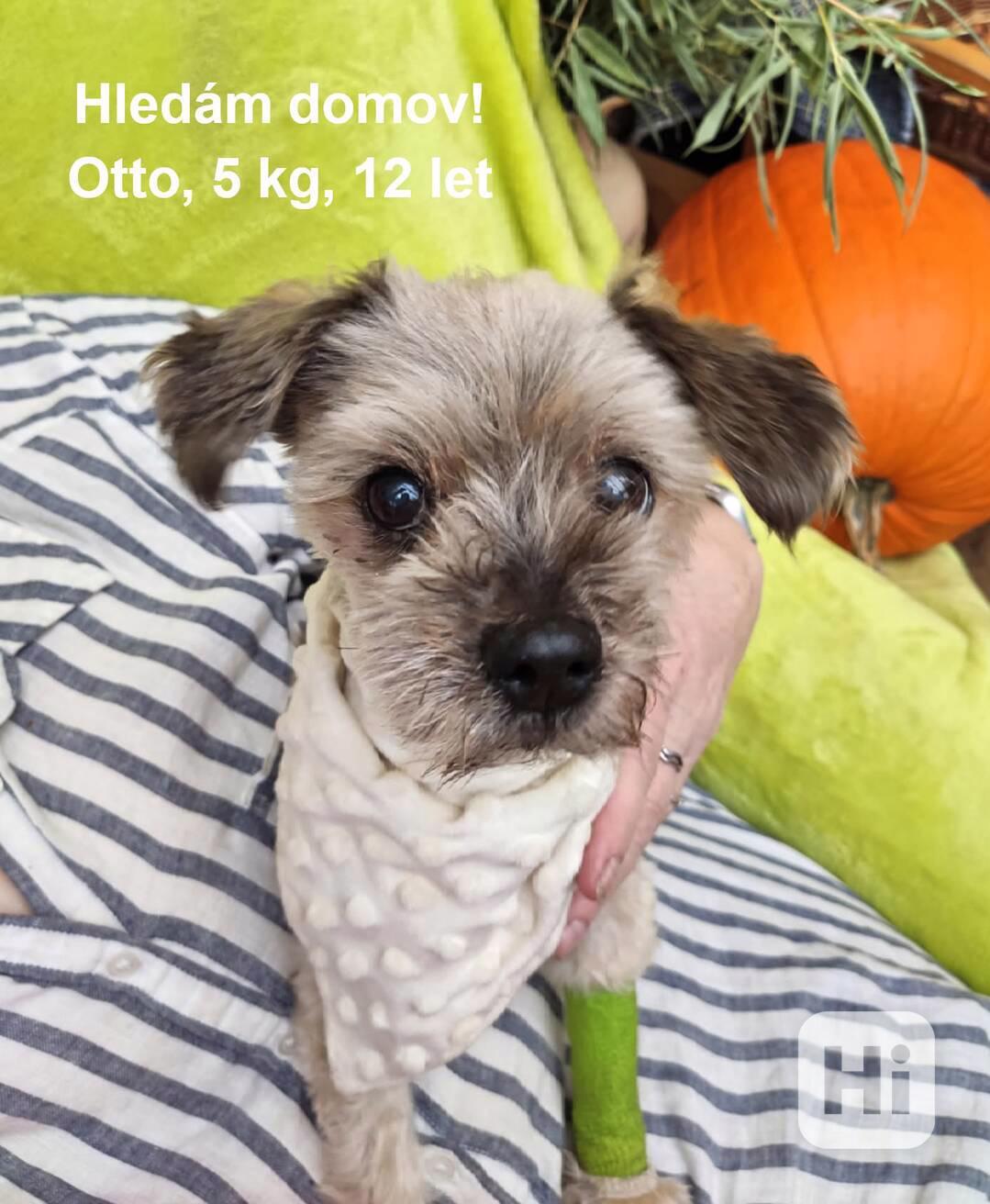OTÍČEK - 5 kg, kastrovaný psík 12 let  - foto 1