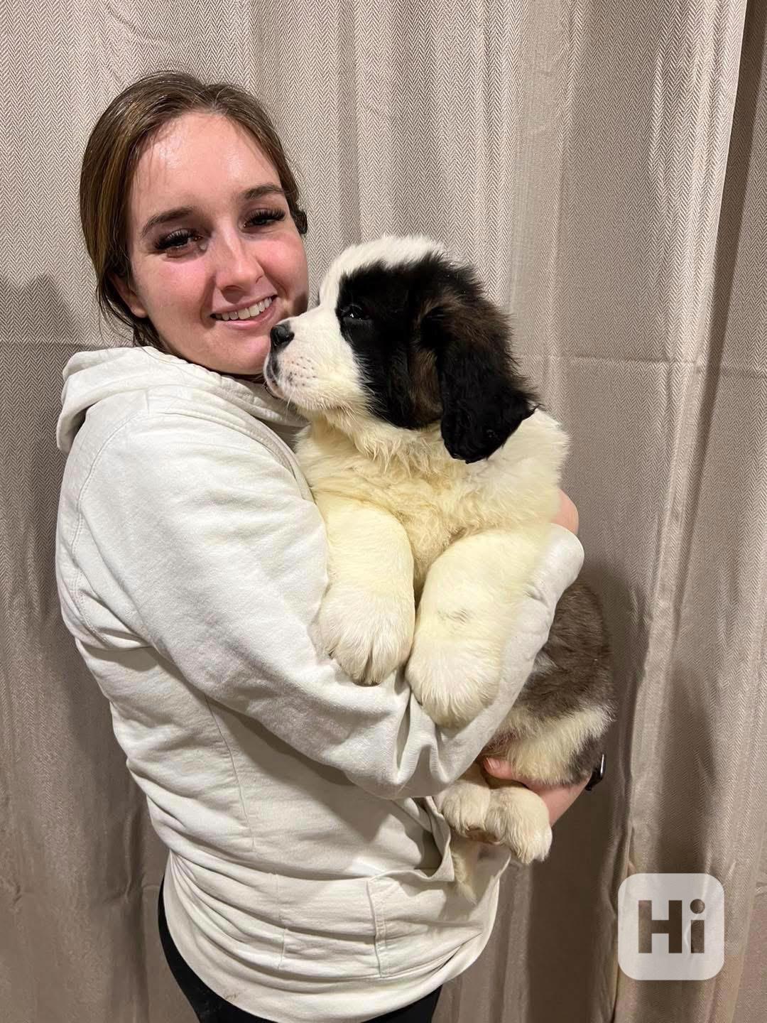 Štěňata bernardina pro milovníky domácích mazlíčků, samci a  - foto 1