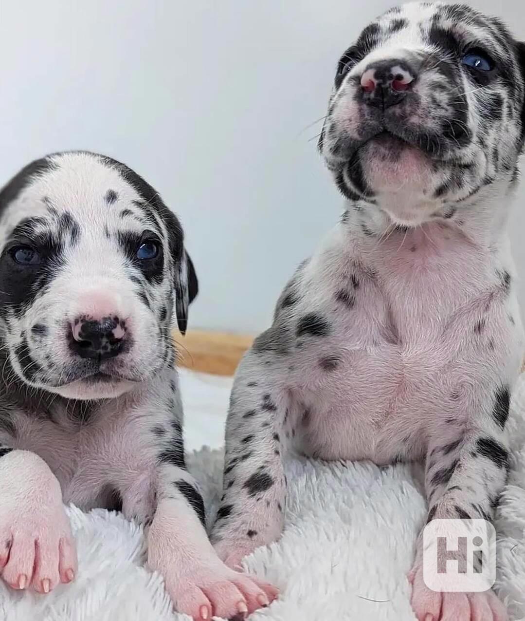 Zdravá štěňata německé dogy, registrovaná a s doklady - foto 1